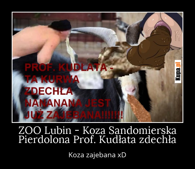 ZOO Lubin - Koza Sandomierska Pierdolona Prof. Kudłata zdechła